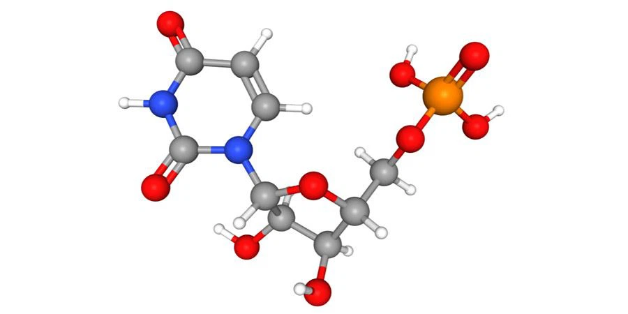 Disodium uridine 5'-phosphate k