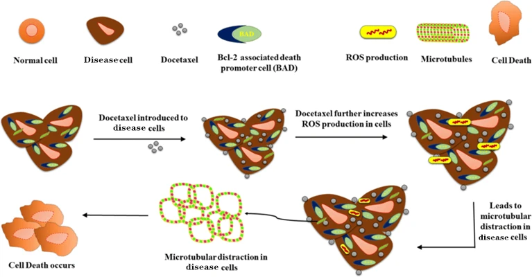 Docetaxel mechanism of action