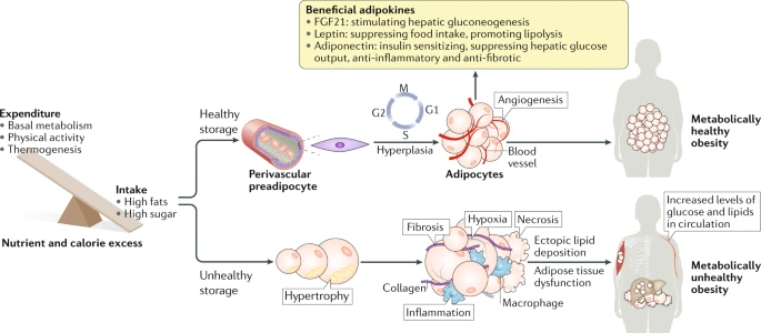 Adipogenesis