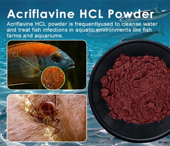 مچھلی کے خون بہنے میں بہتری کے بعد، یہ دوبارہ ہوا! ان 3 سوالات اور تجویز کردہ...