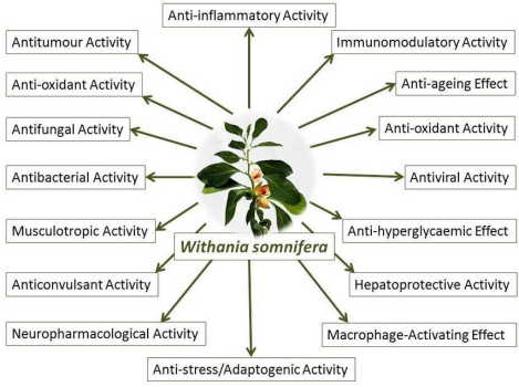 Adaptogenic Activity Adaptogenic Activity