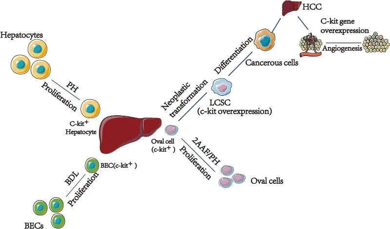 Liver Regeneration Liver Regeneration