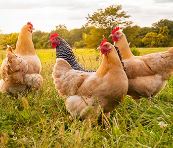 چکن فارمنگ میں چکن برونکیل رکاوٹ کا علاج کیسے کریں🐔؟