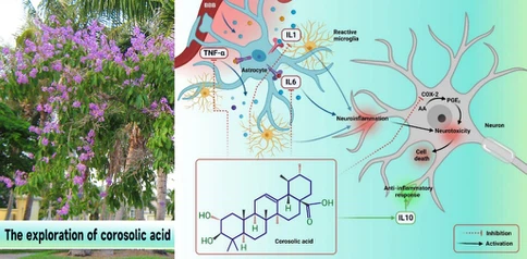 52The exploration of corosolic acid 52The exploration of corosolic acid