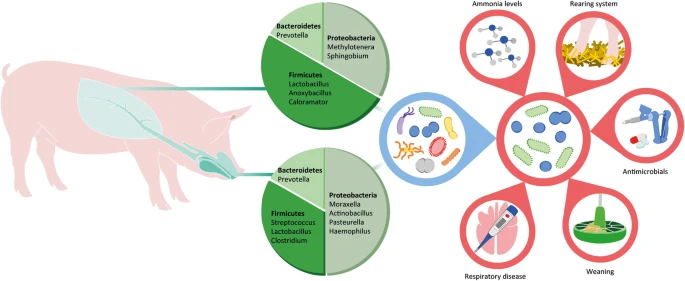 Antibacterial respiratory tract infection in cattle and pigs Antibacterial respiratory tract infection in cattle and pigs