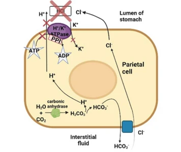 Inhibition of Proton Pump