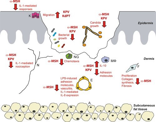 KPV mechanism of action